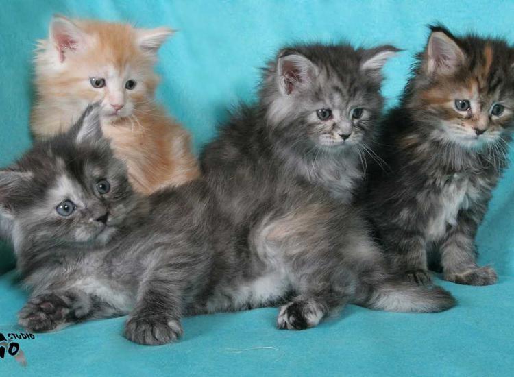 Gang of Kittens