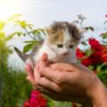 Kitten on Hand