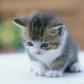tiny